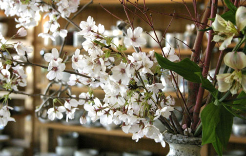 【陶房青】2012年（春）桜陶祭